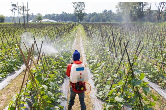 厚禾生物磷酸二氫鉀這樣用,肥效翻3倍